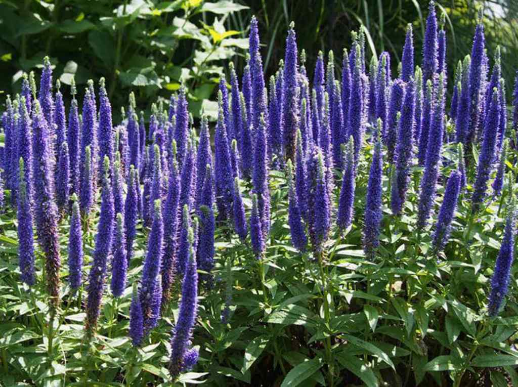 Veronica Officinalis